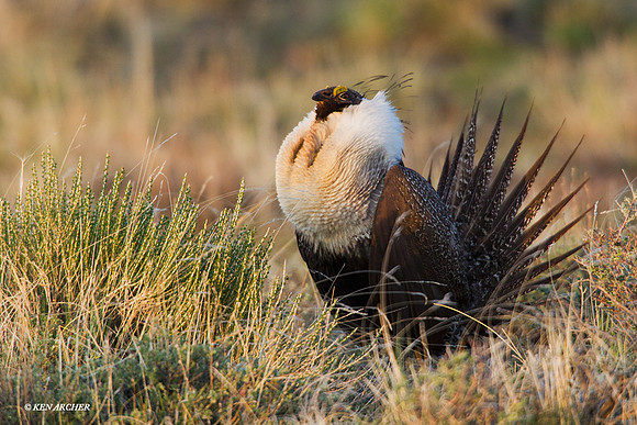 SGGR01075 - Sage Grouse