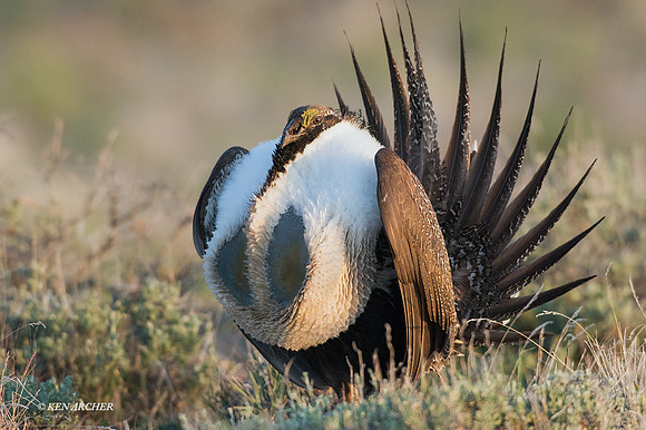 SGGR02223 - Sage Grouse