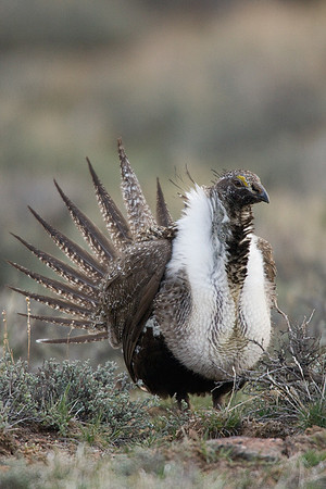 SGGR00328 Sage Grouse