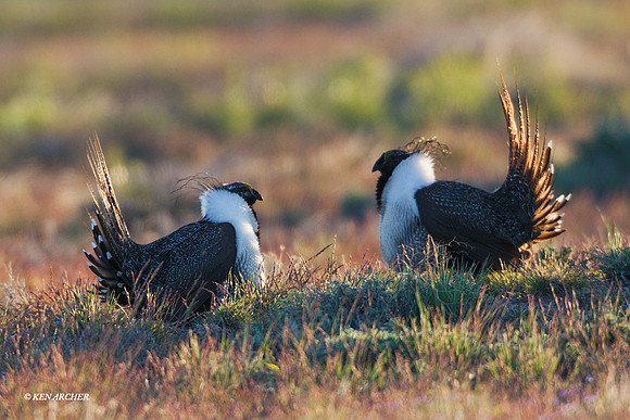 SGGR01355 - Sage Grouse