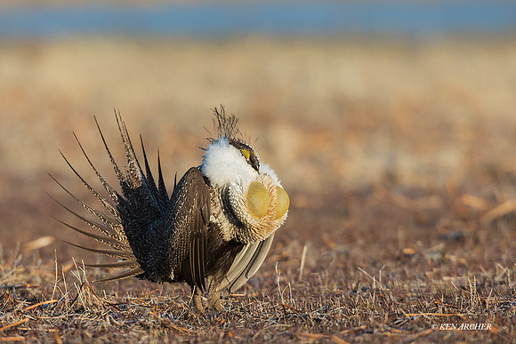 SGGR02744 - Greater Sage Grouse