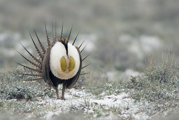 SGGR00413 Sage Grouse