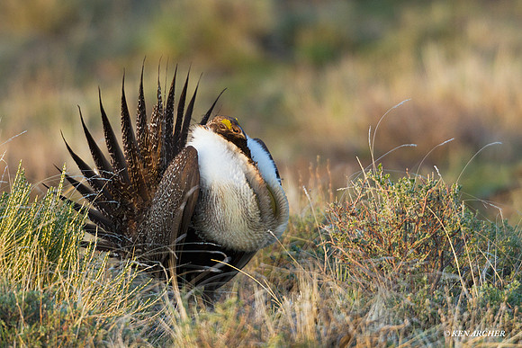 SGGR01072 Sage Grouse