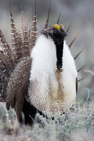 SGGR00026 Sage Grouse