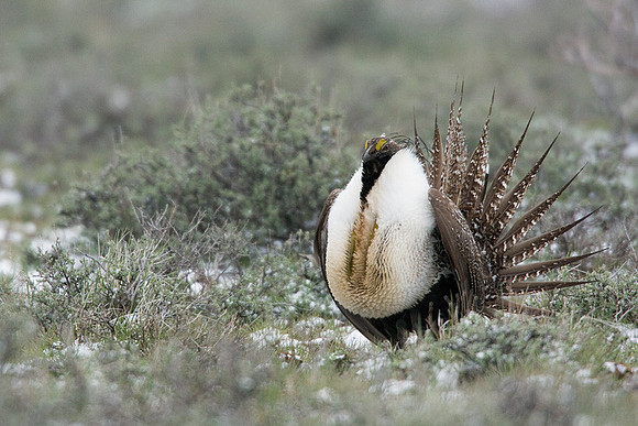 SGGR00463 Sage Grouse