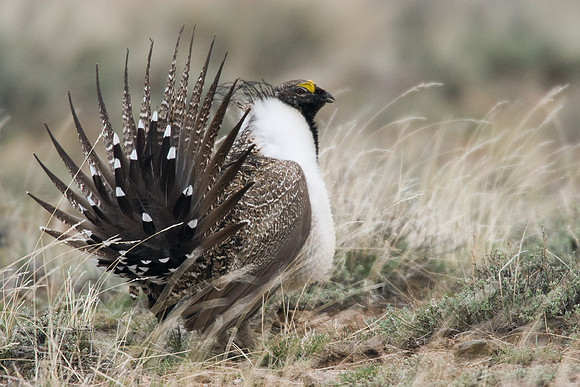 SGGR00254-Sage-Grouse