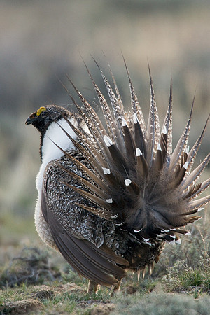 SGGR00333 Sage Grouse