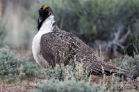 SGGR00056 Sage Grouse