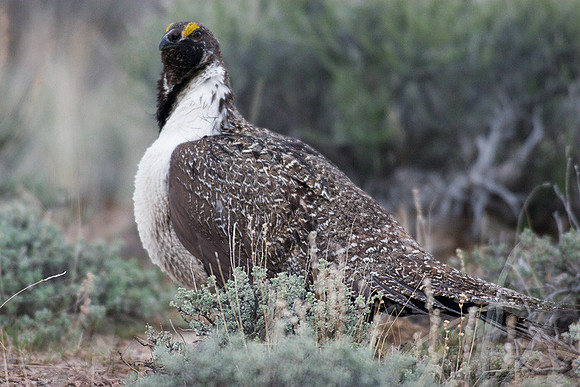 SGGR00056 Sage Grouse
