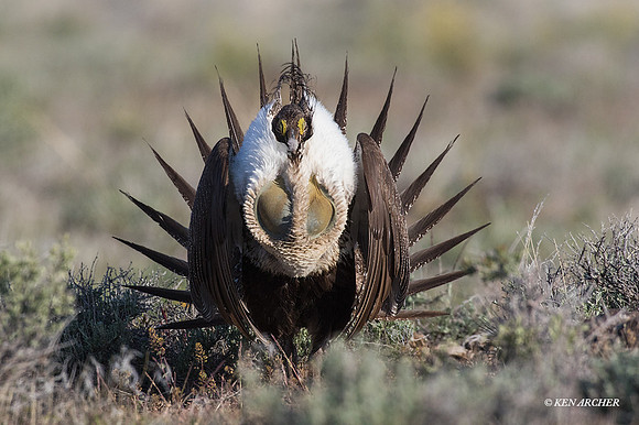 SGGR01742 - Sage Grouse