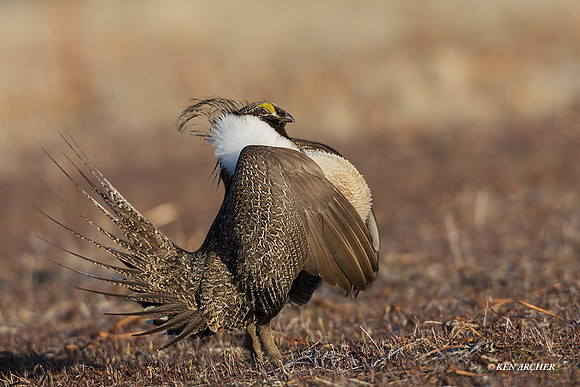 SGGR02985 - Greater Sage Grouse
