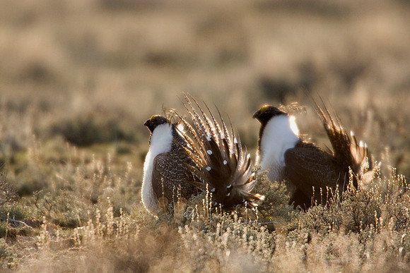SGGR00304 Sage Grouse