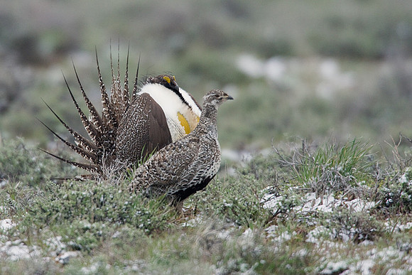 SGGR00466 Sage Grouse