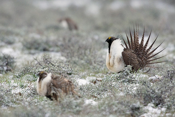 SGGR00634 Sage Grouse