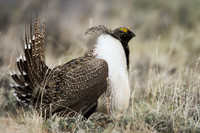 SGGR00174-Sage-Grouse