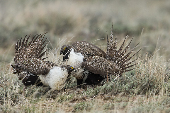 SGGR00235 Sage Grouse