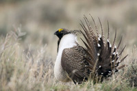SGGR00156 Sage Grouse