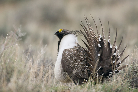 SGGR00156 Sage Grouse