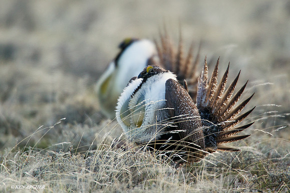 SGGR00996 Sage Grouse