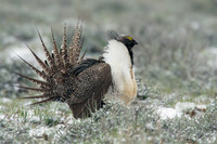 SGGR00392 Sage Grouse