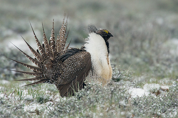 SGGR00392 Sage Grouse
