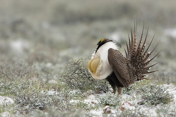 SGGR00354 Sage Grouse
