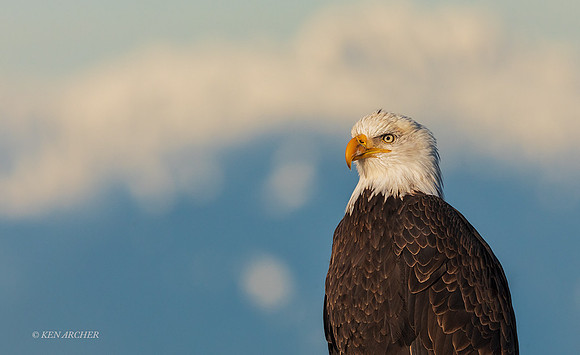 BE18869 - Bald Eagle