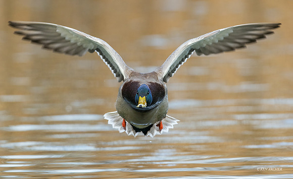 MDFL07152 - Mallard Duck