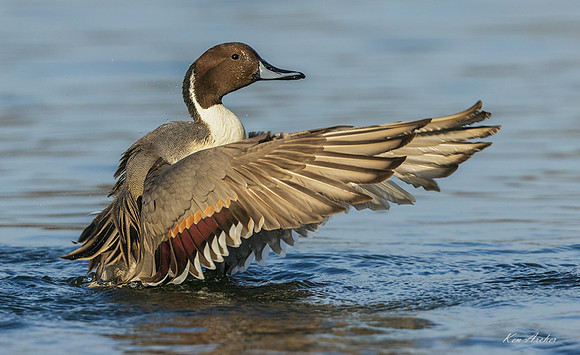 PT02212 - Northern Pintail