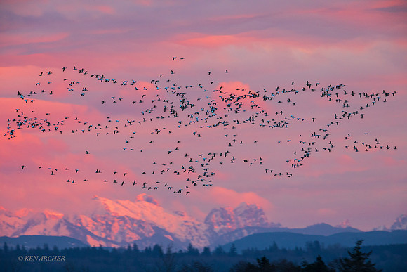 SNGS03959 - Snow Geese