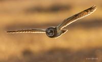SEO01237 - Short-eared Owl