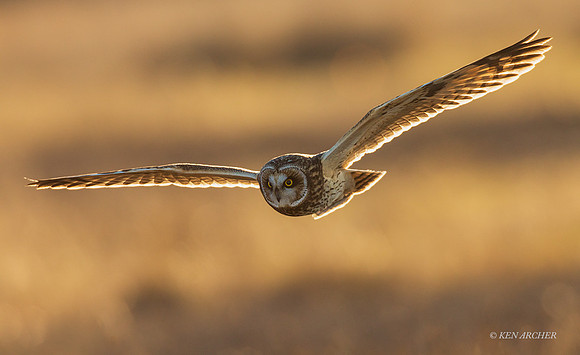SEO01237 - Short-eared Owl