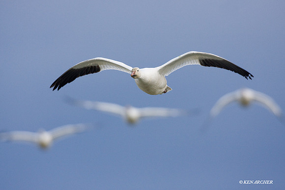 SNGS01155 Snow Goose