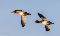 RH00540 - Redhead Duck