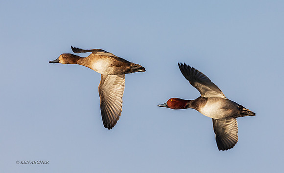 RH00540 - Redhead Duck