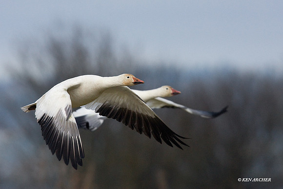 SNGS02430 Snow Geese