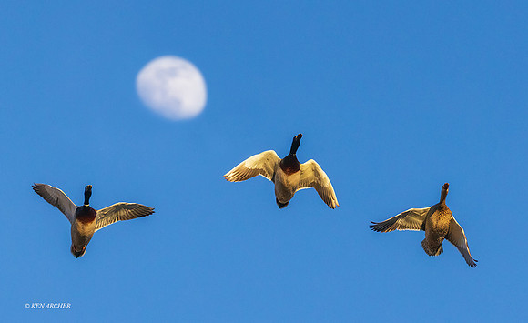 MDFL06352 - Mallard Duck