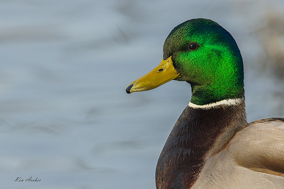 MDDK02877 - Mallard Duck