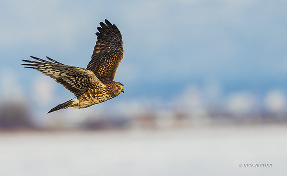 NHR01475 - Northern Harrier
