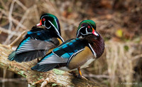 WDDK01510 - Wood Duck