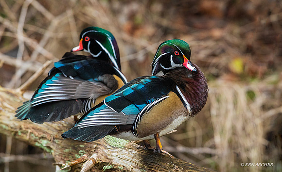 WDDK01510 - Wood Duck
