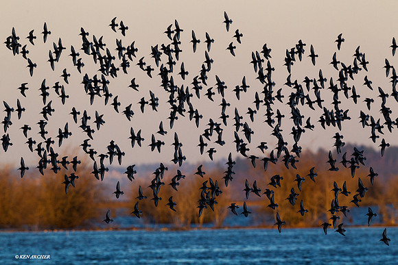 Sandpipers, Wintering Sandpiper Flock - WS00196