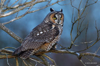 LEO00001 - Long-eared Owl