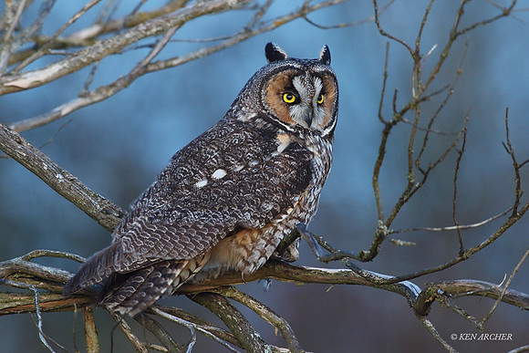 LEO00001 - Long-eared Owl