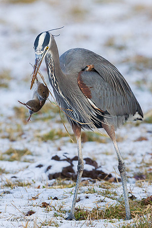 GBHN00347 - Great Blue Heron