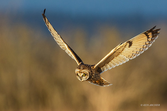 SEO00349 - Short-eared Owl