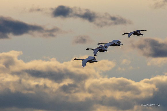SWTS01904 - Tundra Swan