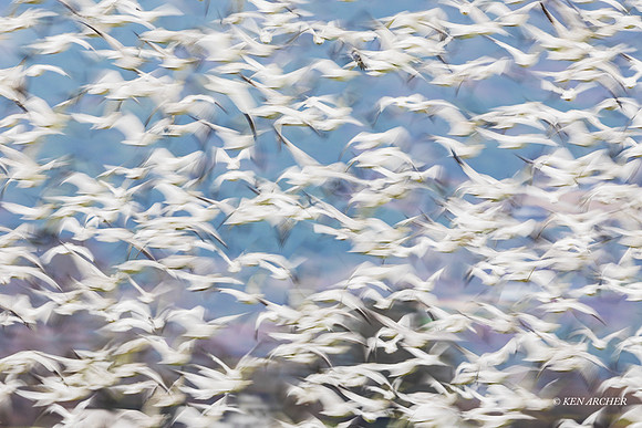 SNGS03899 - Snow Geese