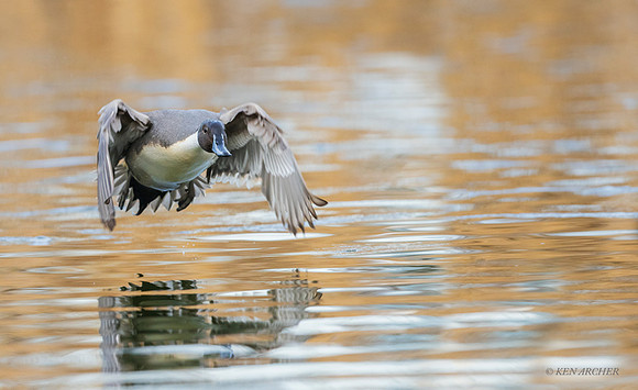 PT02125 - Pintail Duck
