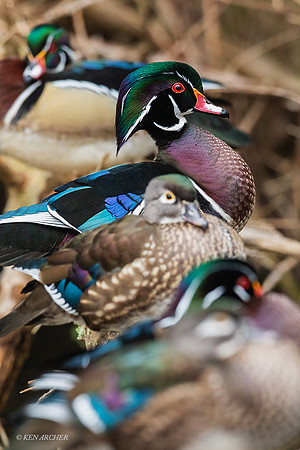 WDDK01567 - Wood Duck